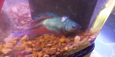 fish meme|FishLore Aquarium Forum.